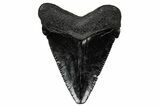 Serrated, Juvenile Megalodon Tooth - South Carolina #340447-1